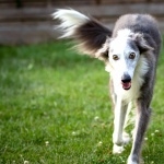 Silken Windhound breed