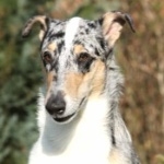 Smooth Collie hd pics