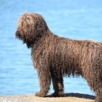 Spanish Water Dog wallpaper