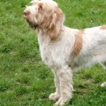 Spinone Italiano new photos