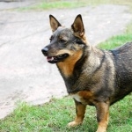 Swedish Vallhund full hd