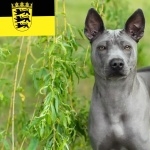 Thai Ridgeback photos