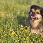 Tibetan Spaniel photos