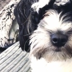 Tibetan Terrier desktop wallpaper