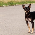 Toy Manchester Terrier image