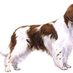 Welsh Springer Spaniel wallpapers for desktop