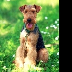 Welsh Terrier images