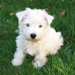 West Highland White Terrier background