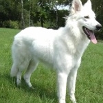 White Shepherd image