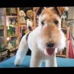 Wire Fox Terrier hd photos