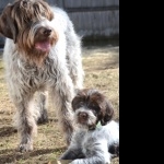 Wirehaired Pointing Griffon wallpaper