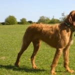 Wirehaired Vizsla widescreen