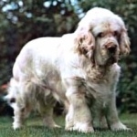 Alpine Spaniel 1080p