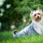 Australian Silky Terrier full hd