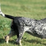 Basset Bleu de Gascogne funny