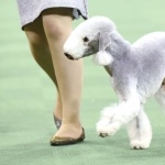 Bedlington Terrier free