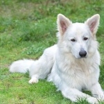 Berger Blanc Suisse image