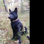 Black Norwegian Elkhound high definition wallpapers