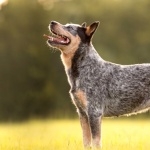 Blue Heeler funny