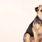 Border Terrier pic