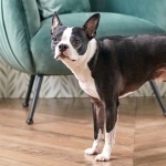 Boston Terrier free download