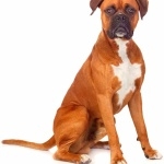 Boxer breed pics