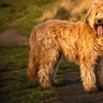 Briard photo