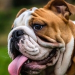 Bulldog images