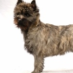 Cairn Terrier hd desktop