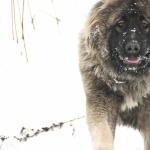 Caucasian Shepherd Dog high definition photo