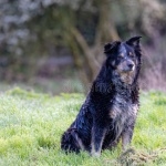 Cumberland Sheepdog 1080p