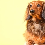 Dachshund pics