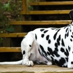 Dalmatian breed images