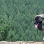 Estrela Mountain Dog 2025