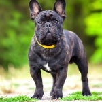 French Bulldog high quality wallpapers