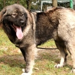 Georgian Shepherd Dog background