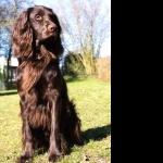 German Longhaired Pointer high definition wallpapers