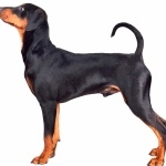 German Pinscher high definition wallpapers