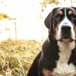 Greater Swiss Mountain Dog hd desktop