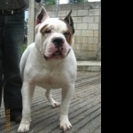 Guatemalan Dogo hd