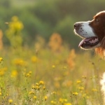 Irish Red and White Setter wallpapers for desktop