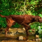 Irish Setter cute