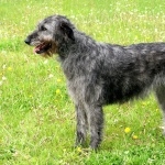 Irish Wolfhound new wallpaper