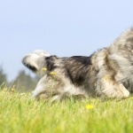 Keeshond new wallpapers