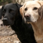 Labrador Retriever photos