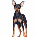 Miniature Pinscher new wallpapers