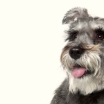 Miniature Schnauzer new wallpapers