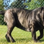 Molossus breed funny