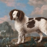 Norfolk Spaniel photo