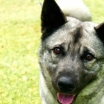 Norwegian Elkhound hd